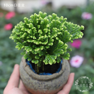 卷柏盆栽还魂草不死草红珊瑚变色龙绿地球翠云草室内耐阴观叶植物