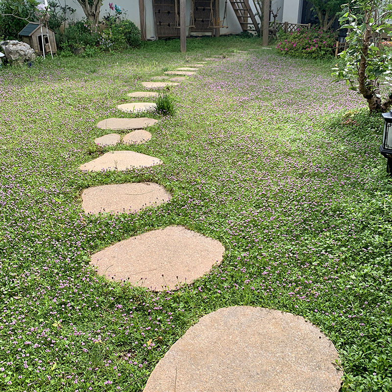 姬岩垂草 耐踩踏 日本常绿地被植物 庭院开花草坪绿化 耐晒寒涝