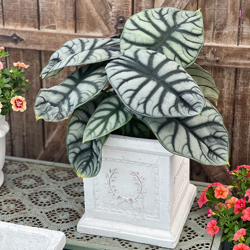 海芋合集室内耐阴桌面观叶植物