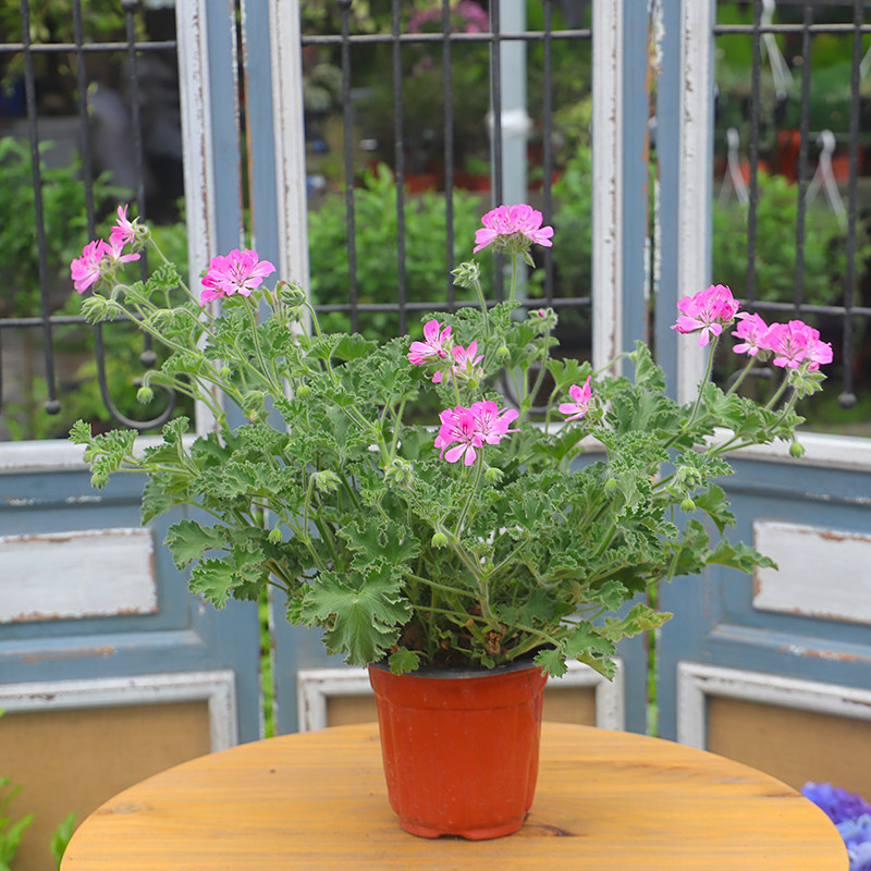驱蚊植物芳香天竺葵驱蚊草盆栽香草植物好养耐热观叶植物绿植花卉
