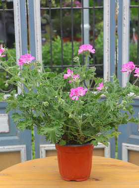驱蚊草阳台庭院芳香植物耐热花卉
