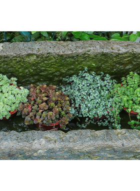 多肉配草 薄雪 圆叶锦 黄金万年草  佛甲草 吹雪之松锦小球玫瑰锦