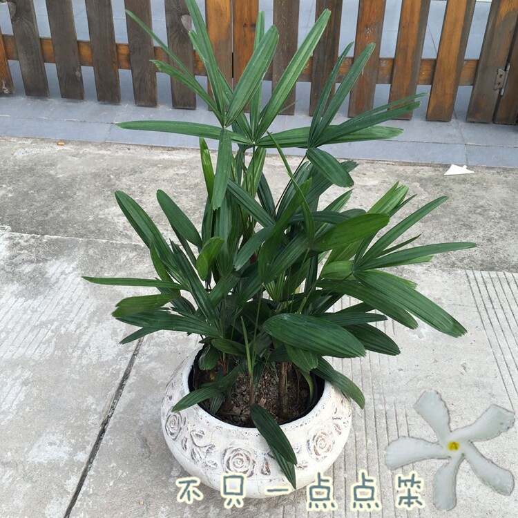 棕竹 筋头竹 棕榈竹 耐寒耐阴室内盆栽观叶绿植带土发货