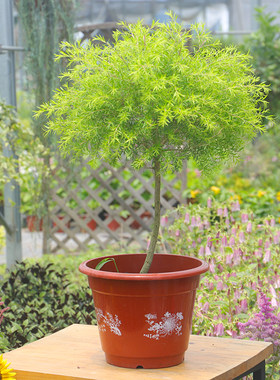 黄金香四季木本植物带土常绿乔木