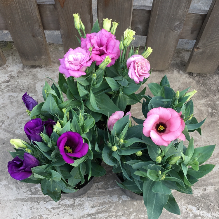 洋桔梗盆栽花苗易种活 花期长多年生宿根庭院阳台花卉盆栽