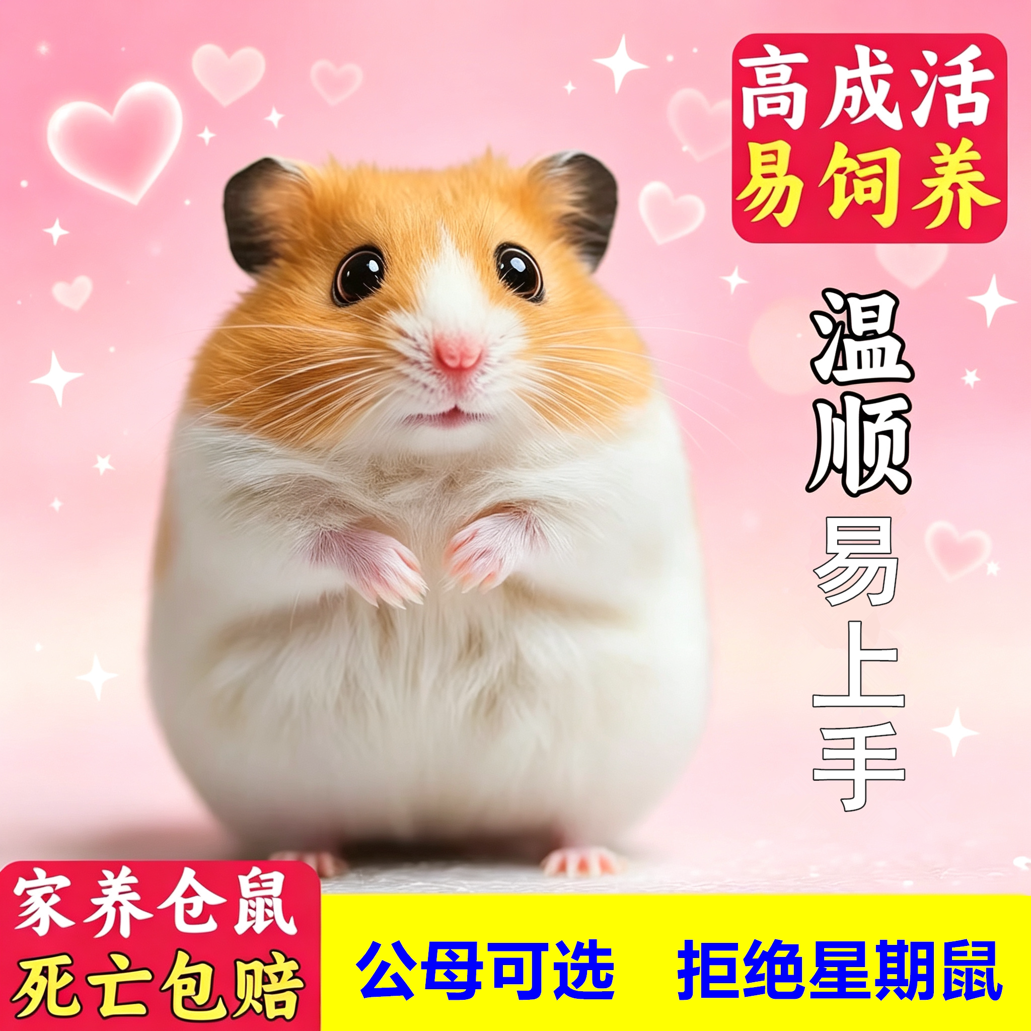 家养金丝熊小仓鼠活物可爱小宠物银狐布丁奶茶大体型鼠类幼崽活体
