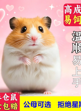 家养可爱小宠物金丝熊仓鼠活体