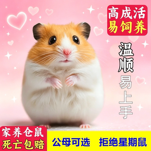 家养金丝熊小仓鼠活物可爱小宠物银狐布丁奶茶大体型鼠类幼崽活体