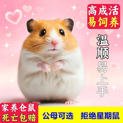 家养可爱小宠物金丝熊仓鼠活体