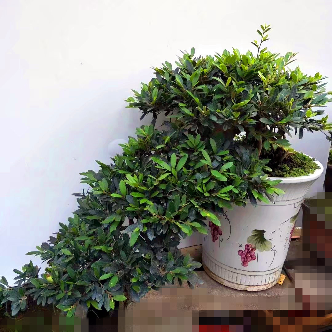 精品小叶中华蚊母盆景树桩 实物 四季常青 高档中华文母老桩