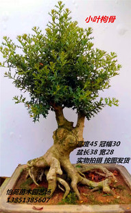 实拍 枸骨盆景树桩 小叶有刺枸骨盆景造型 鸟不宿 古桩 米叶枸骨