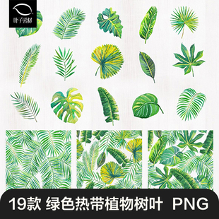 手绘热带绿色植物叶子插画图案棕榈叶子夏季装饰元素PNG免抠素材