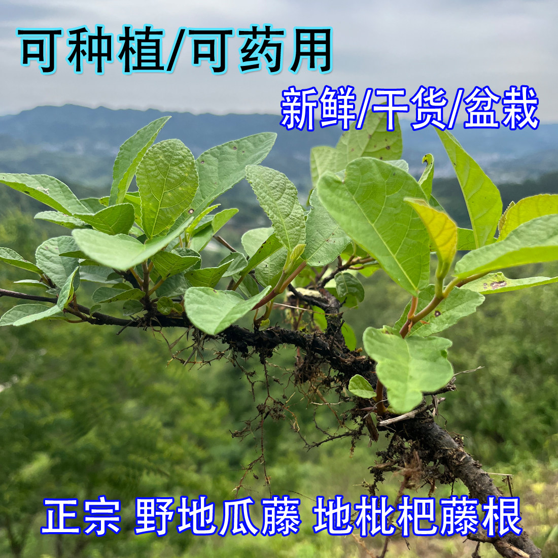 当季新鲜野地瓜藤野香地瓜地枇杷藤叶苗药用栽种地石榴地果藤根