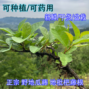 当季新鲜野地瓜藤野香地瓜地枇杷藤叶苗药用栽种地石榴地果藤根
