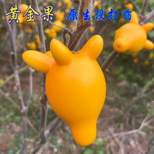 五代果同堂果带蒂绑挂花艺五指茄观赏金黄果代代果有柄多角真果