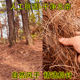 精选细长马尾松干松针松叶松树叶纯天然风干松毛烤乳鸽营养土材料