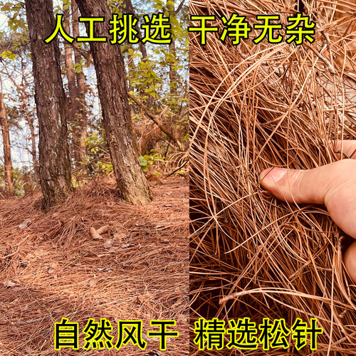 松针松毛松叶烤乳鸽营养土材料