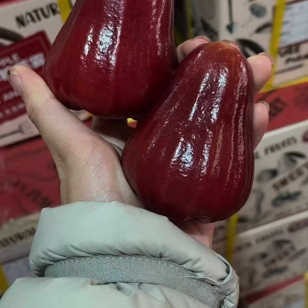 蜂蜜熊高糖莲雾黑金刚礼盒