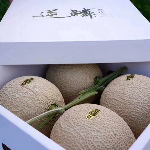 正宗静冈玫珑网纹蜜瓜逆鳞蜜瓜