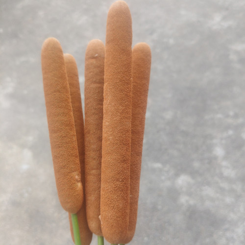 天然香蒲棒香蒲苗蒲棒毛蜡烛