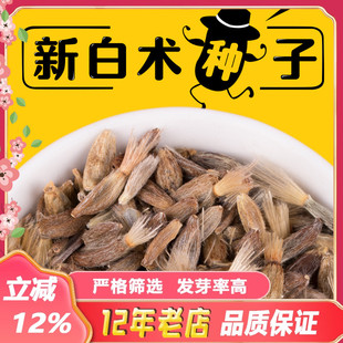 送技术 包邮 2025年新改良白术种子药材白术种籽种植春季 播种包发芽