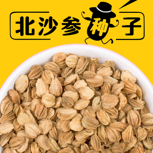 正宗新北沙参种子中药材北沙参种籽纯新品南沙参籽南沙参种子