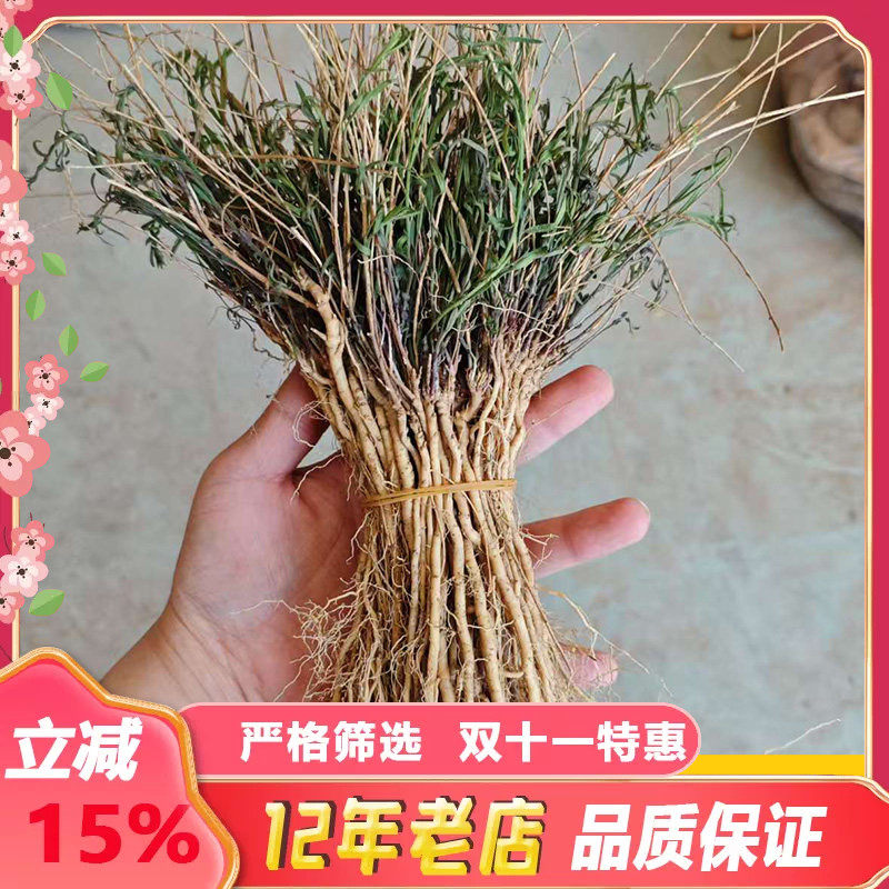 远志中药材苗现挖远志根苗带苗基地直发全种苗泽兰苗秦艽苗板蓝根
