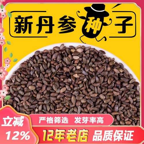 2025年新丹参种子散装药材红丹参种苗种籽党参苗苦参苗葛根苗