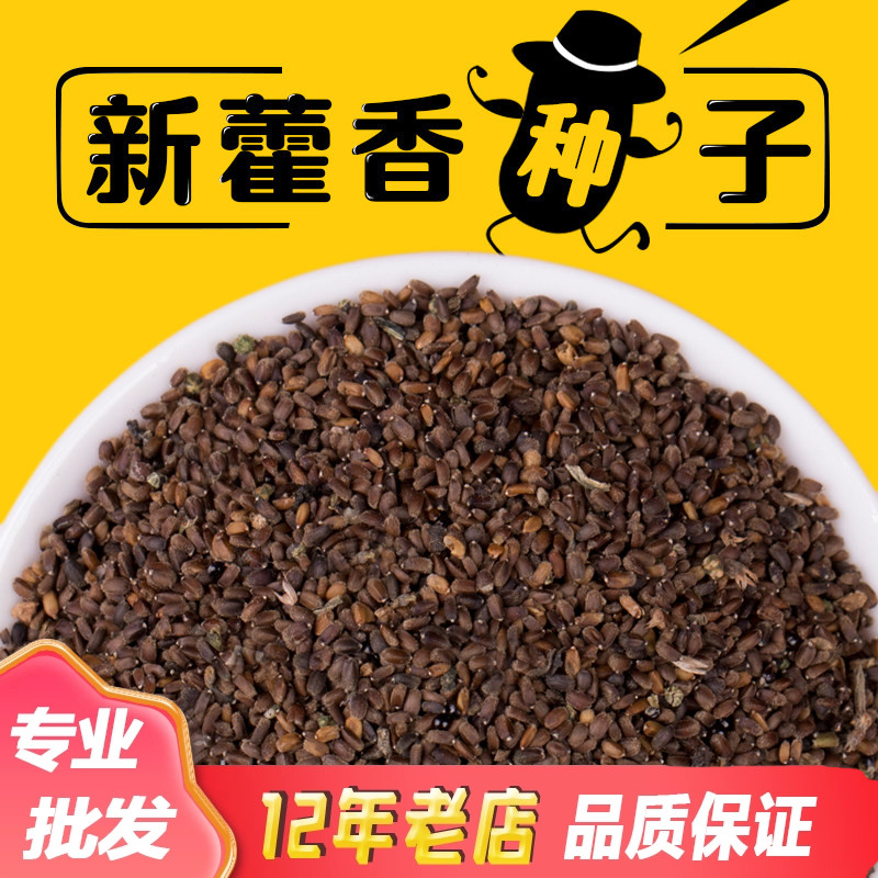 中药材藿香种子香草藿香种籽四季盆栽藿香叶种植苗食用藿香正气草图片