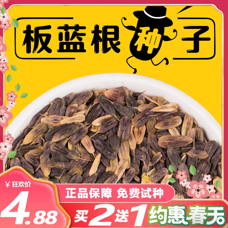 板蓝根正品大青叶包发芽种子