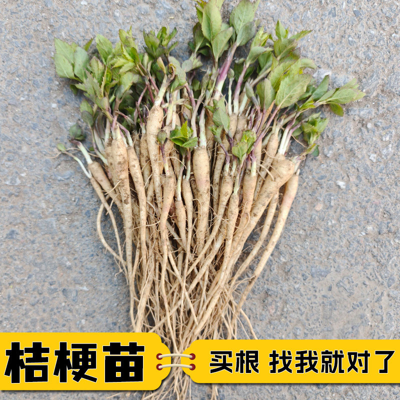 桔梗苗中药材桔梗苗新鲜现挖品种优良量大优惠药用观赏桔梗花苗