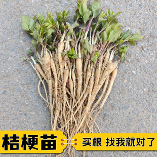 桔梗苗中药材桔梗苗新鲜现挖品种优良量大优惠药用观赏桔梗花苗