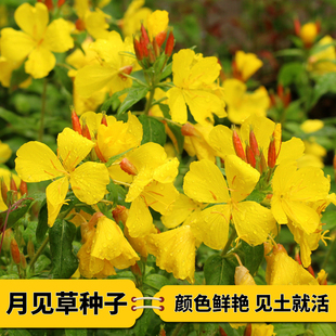 月见草种子草种子美丽月见草夜来香种子多年生花卉驱蚊草阳台盆栽