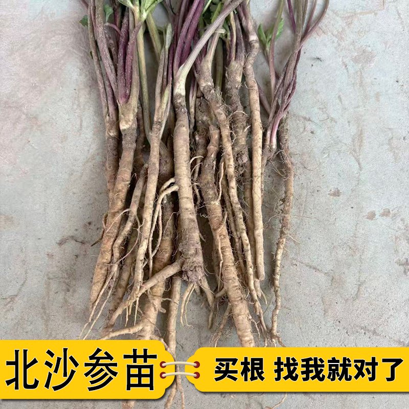 中药材北沙参苗产地直发祁沙参种子苗入药食用泡茶中草药百草园