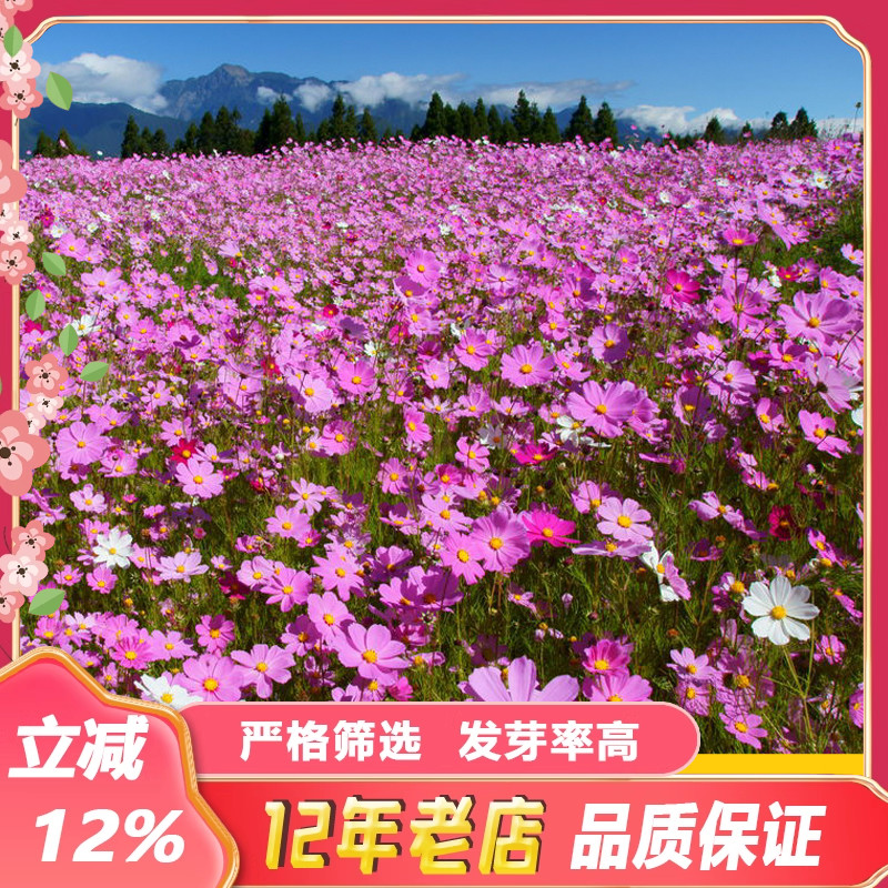 波斯菊花种子格桑花种籽子春夏开花易活花籽庭院四季野花组合种孑
