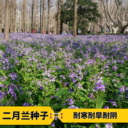 实体店出售花卉种籽花灌木籽种林木种子籽纯新二月兰种子庭院绿化