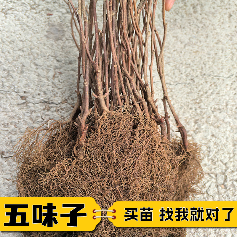 五味子树苗新鲜中药材北五味子树苗北方果树药用名贵中药材苗基地