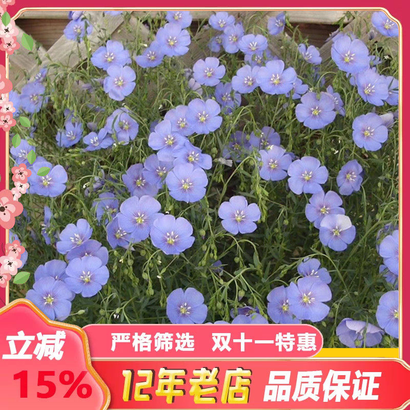 蓝花亚麻种子多年生兰花亚麻籽蓝色花卉花海景观矮生草花四季播种