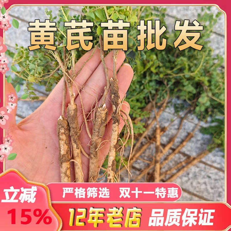 黄芪种植苗黄芪苗中药材名贵药材种植苗大全黄精当归党参远志