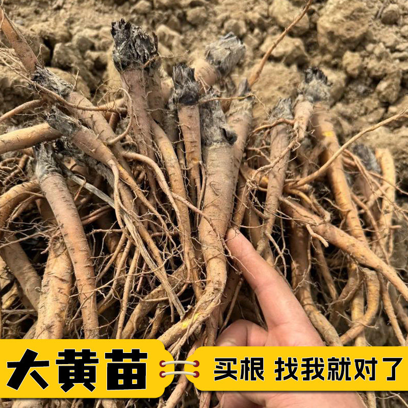 大黄苗掌叶大黄苗中草药大黄种子现挖大黄苗易繁殖好成活