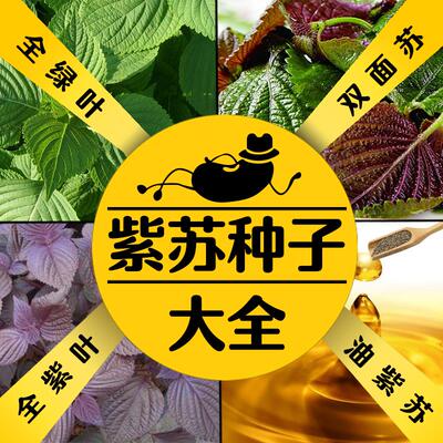 散装紫苏种子紫苏子食用苏子叶籽油绿苏种孑四季盆栽蔬菜阳台包邮