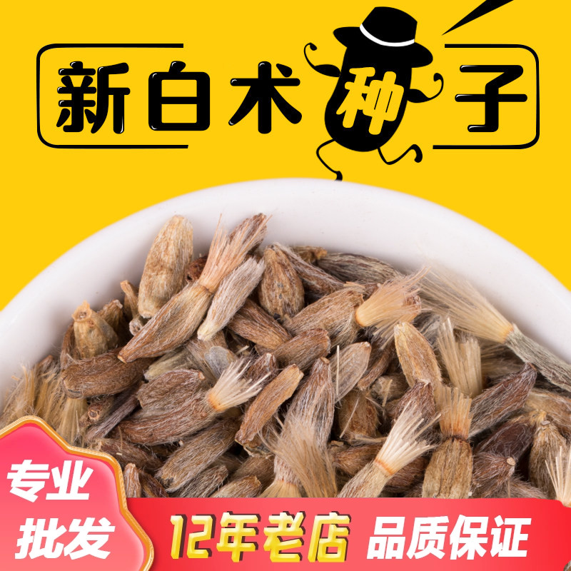 2025年新改良白术种子药材白术种籽种植春季播种包发芽包邮送技术