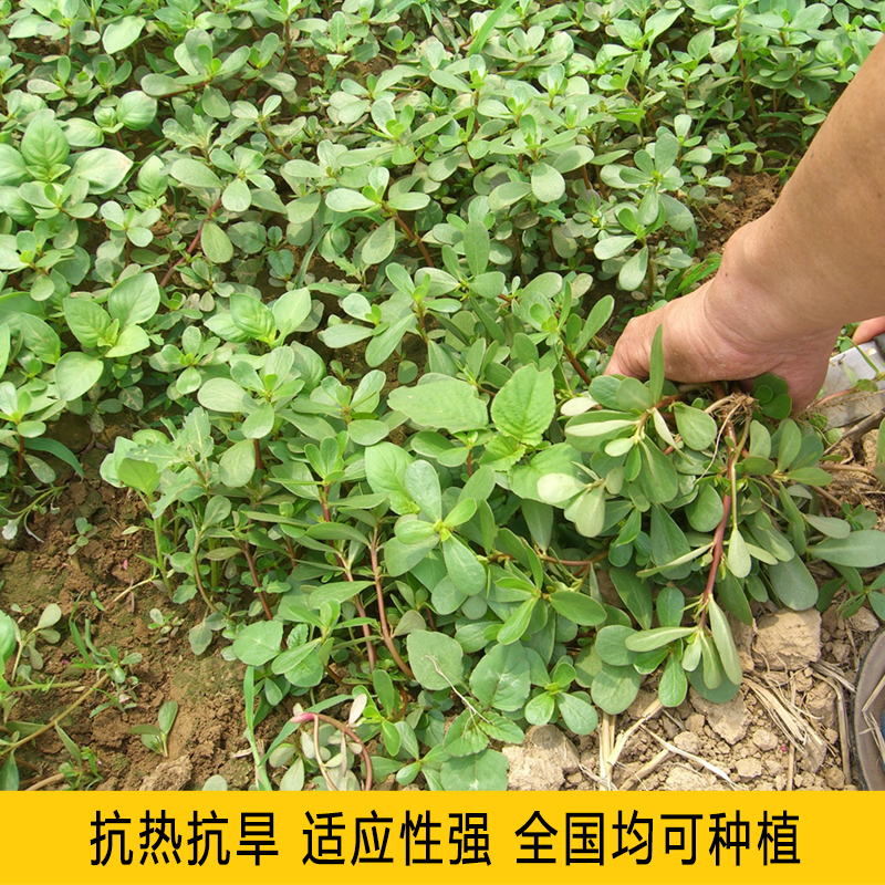 马齿苋种子可食用马齿苋菜马齿种籽论斤销售批发马齿苋种子长寿菜