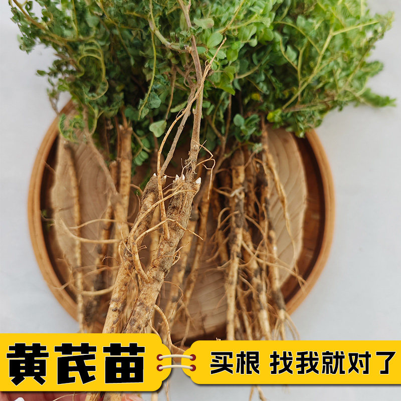 黄芪种植苗黄芪苗中药材名贵药材种植苗大全黄精当归党参远志