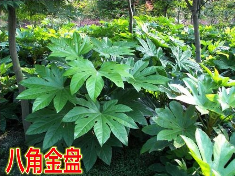 庭院别墅小区园林绿化苗木 八角金盘 树苗 庭院耐寒绿化植物花木