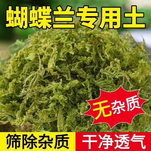 蝴蝶兰专用土水苔长绒青苔藓透气