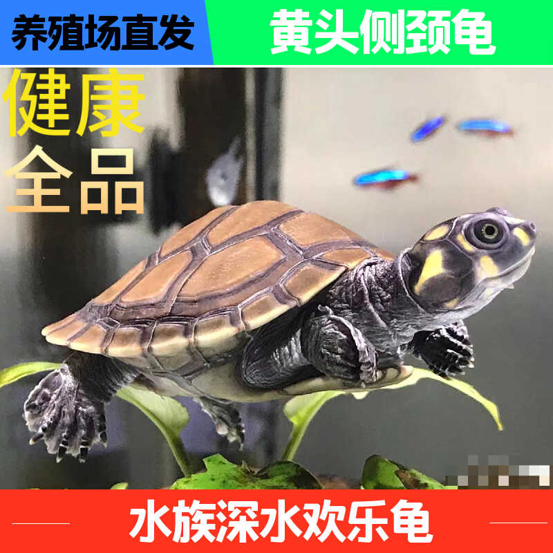 黄头侧颈龟西非深水吃鱼粪观赏清洁鱼缸忍者神龟活体圆澳宠物头苗