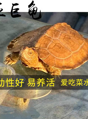 亚洲巨型龟亚巨乌龟观赏亚巨种龟素食龟吃菜吃水果龟半水龟好易养