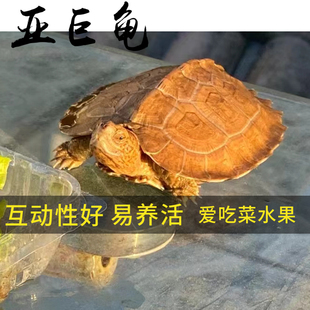 亚洲巨型龟亚巨乌龟观赏亚巨种龟素食龟吃菜吃水果龟半水龟好易养