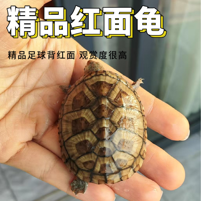 红面蛋龟红面苗泥龟水龟宠物龟活体闭壳龟深水安布西非沼泽圆澳龟